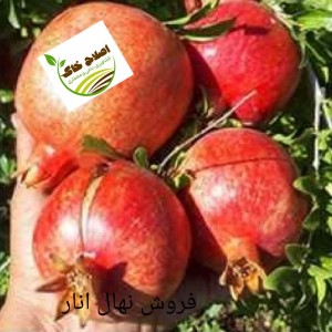 فروش انواع نهال های مثمر وغیر مثمر