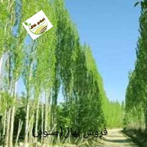 فروش انواع نهال های مثمر وغیر مثمر