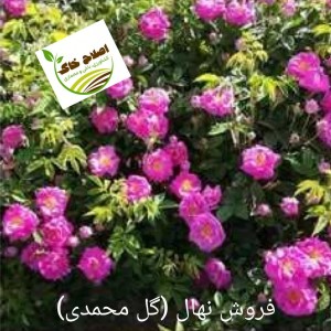 فروش انواع نهال های مثمر وغیر مثمر