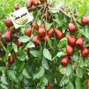 فروش انواع نهال های مثمر وغیر مثمر