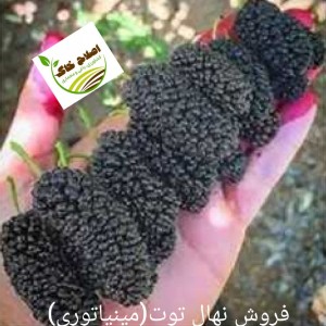 فروش انواع نهال های مثمر وغیر مثمر