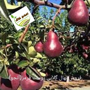فروش انواع نهال های مثمر وغیر مثمر