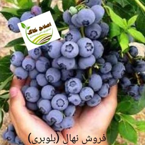 فروش انواع نهال های مثمر وغیر مثمر