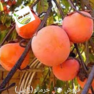 فروش انواع نهال های مثمر وغیر مثمر