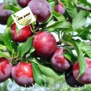 فروش انواع نهال های مثمر وغیر مثمر