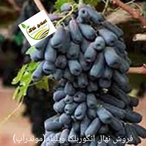 فروش انواع نهال های مثمر وغیر مثمر