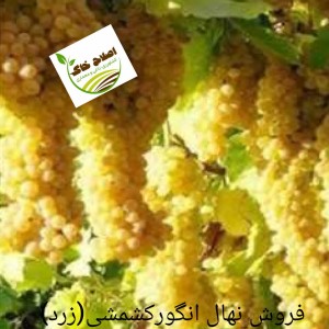 فروش انواع نهال های مثمر وغیر مثمر