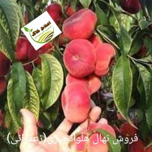 فروش انواع نهال های مثمر وغیر مثمر