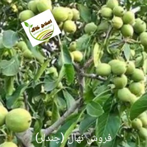 فروش انواع نهال های مثمر وغیر مثمر