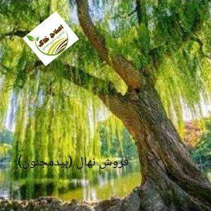 فروش انواع نهال های مثمر وغیر مثمر