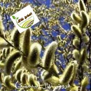 فروش انواع نهال های مثمر وغیر مثمر