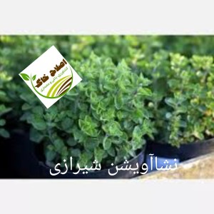 نشا گیاهان دارویی ونشا صیفی جات