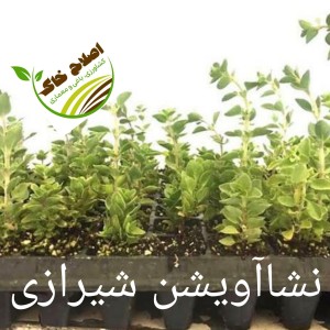نشا گیاهان دارویی ونشا صیفی جات