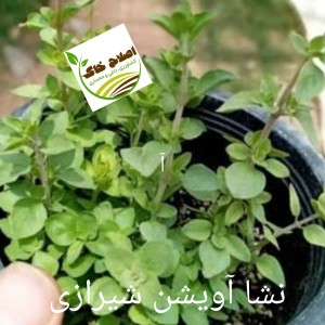 نشا گیاهان دارویی ونشا صیفی جات