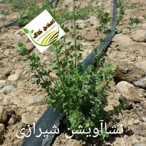 نشا گیاهان دارویی ونشا صیفی جات