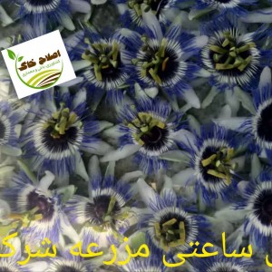 گیاهان دارویی