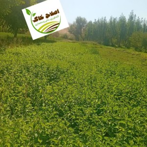 گیاهان دارویی