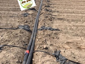 طراحی واجرای سیستم آبیاری قطره ای