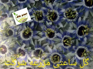 خرید وفروش گیاهان دارویی
