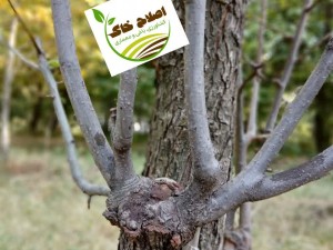 پیوند انواع درختان میوه