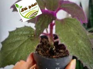 قلمه گل زینتی،قلمه درختان خاص،قلمه گیاهان دارویی