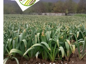 خرید وفروش سیر وموسیر(بذر سیر ، موسیر وپودر سیر)