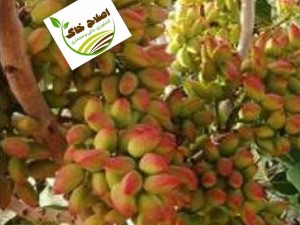 فروش انواع نها ل مثمروغیر مثمر