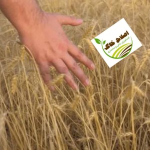 مشاوره وراهنمایی