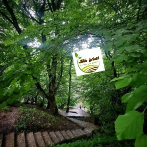 طراحی واجرای پارک جنگلی