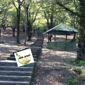 طراحی واجرای پارک جنگلی