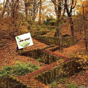 طراحی واجرای پارک جنگلی