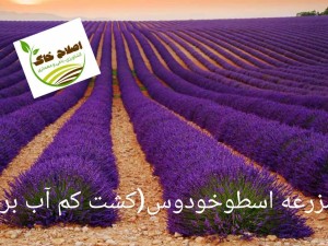 کشت کم آب بر