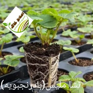 نشا گیاهان دارویی ونشا صیفی جات