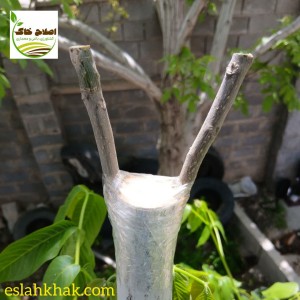 پیوند انواع درختان میوه