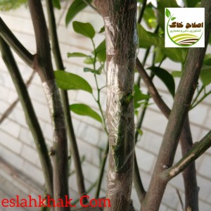 پیوند انواع درختان میوه