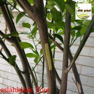 پیوند انواع درختان میوه