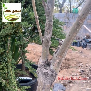 پیوند انواع درختان میوه