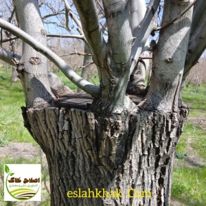 پیوند انواع درختان میوه