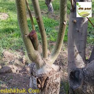 پیوند انواع درختان میوه