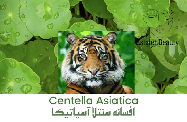 افسانه سنتلا آسیاتیکا