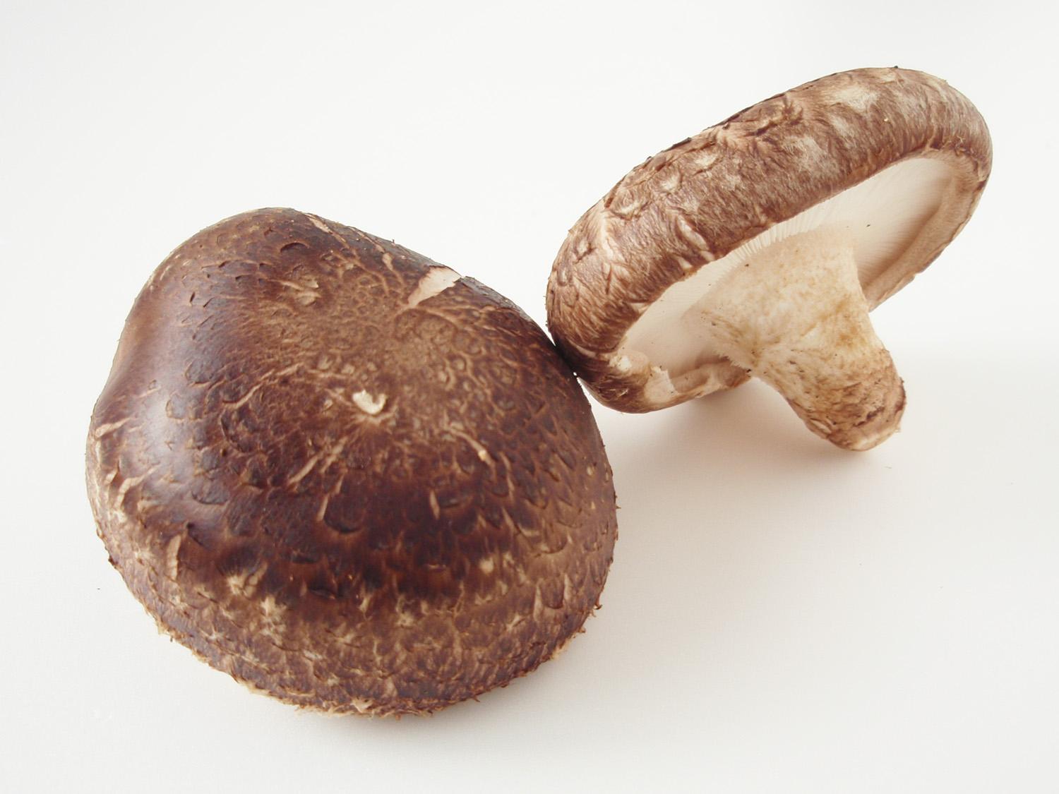 قارچ شیتاکه Lentinula edodes