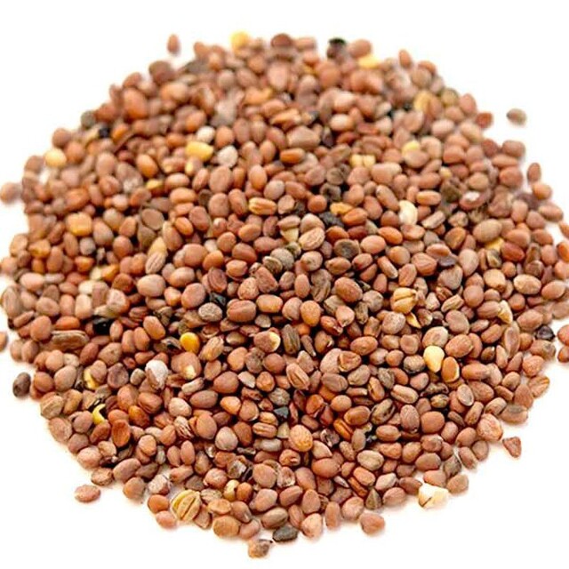 بذر تربچه ایرانی (70 گرم)