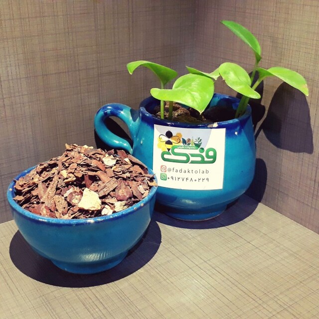 گیاه جفت بلوط درجه 1 (200 گرم)