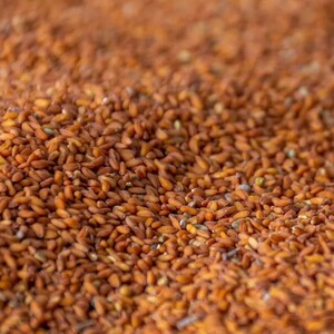 بذر شاهی (70 گرم)