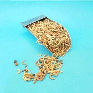 گیاه ناخنک فدک (150گرم)