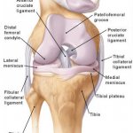درمان آرتروز زانو با دستگاه فیزیوتراپی خانگی فارادیک برجیس