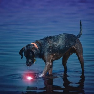 توپ چراغ دار بازی سگ Nite Ize مدل Glowstreak