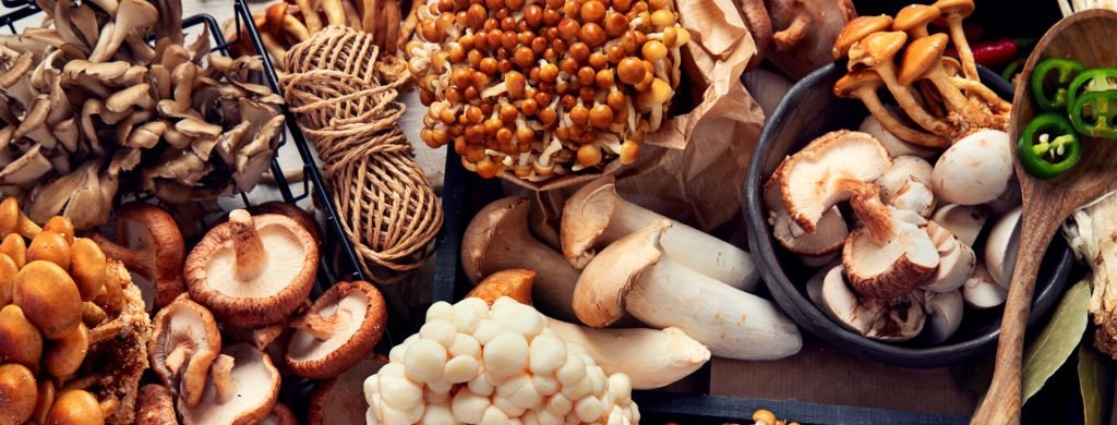 قارچ پرورشی بهتره یا خودرو (وحشی) ؟!
