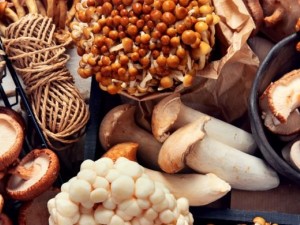 قارچ پرورشی بهتره یا خودرو (وحشی) ؟!