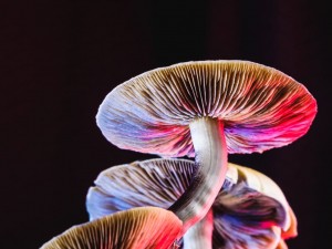 قارچ ها رو چطوری دسته بندی می کنن ؟